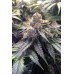 Семена Humboldt seeds Bubbas Gift feminized - цены, описание в интернет-магазине Dutch Seeds