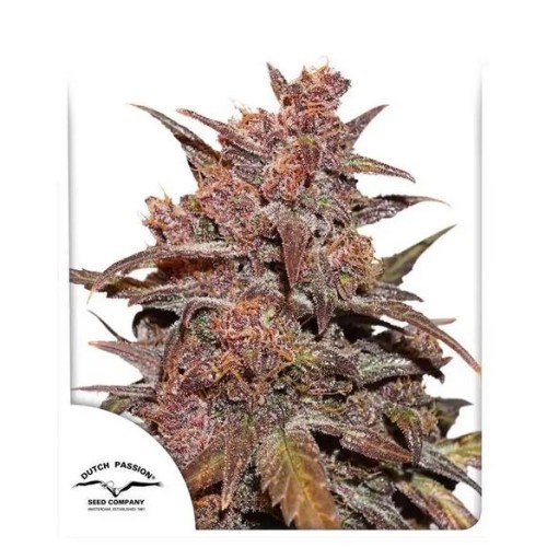 Семена Dutch Passion CBD Auto Blackberry Kush autofem - цены, описание в интернет-магазине Dutch Seeds