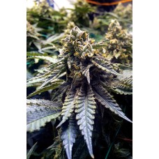 Humboldt seeds Chocolate Mint OG feminized