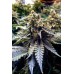 Семена Humboldt seeds Chocolate Mint OG feminized - цены, описание в интернет-магазине Dutch Seeds