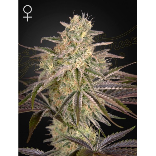 Семена Green House Cloud Walker feminized - цены, описание в интернет-магазине Dutch Seeds