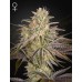 Семена Green House Cloud Walker feminized - цены, описание в интернет-магазине Dutch Seeds