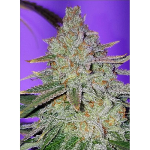 Семена Jinxproof Genetics Cookie Puss regular - цены, описание в интернет-магазине Dutch Seeds