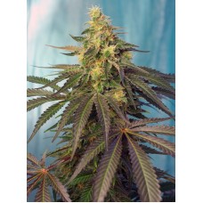 DNA Genetics Cataract Cake feminized