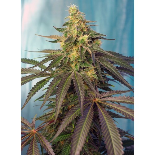 Семена Serious seeds Seriosa feminized - цены, описание в интернет-магазине Dutch Seeds