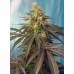 Семена Sweet seeds Cream Caramel CBD feminized - цены, описание в интернет-магазине Dutch Seeds