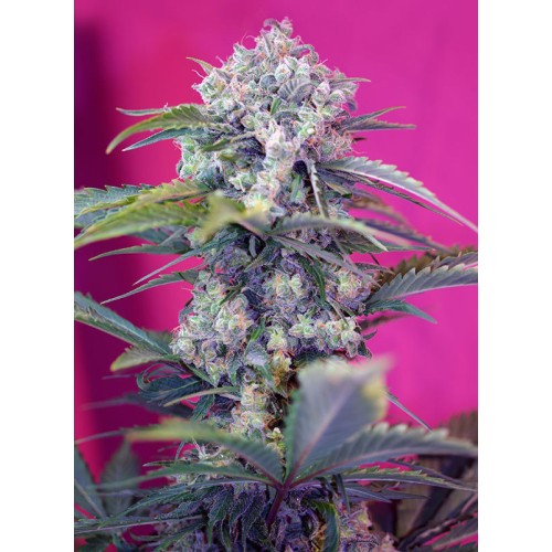 Семена Sweet seeds Cream Mandarine autofeminized - цены, описание в интернет-магазине Dutch Seeds