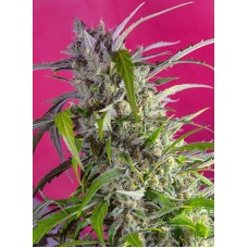 Sweet seeds Purple Punch OG feminized