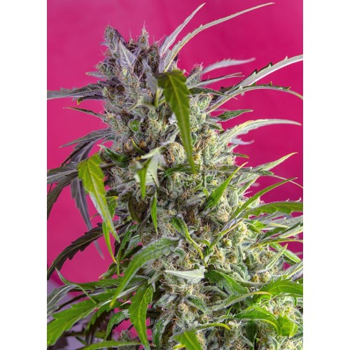 Семена Sweet seeds Bruce Banner Auto autofeminized - цены, описание в интернет-магазине Dutch Seeds