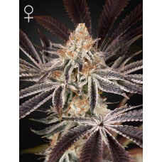 Green House Dark Phoenix feminized