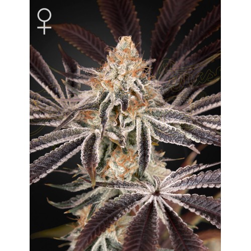 Семена Green House Dark Phoenix feminized - цены, описание в интернет-магазине Dutch Seeds