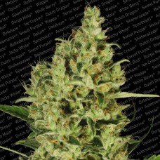 Paradise seeds Delahaze feminized