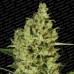 Семена Paradise seeds Delahaze feminized - цены, описание в интернет-магазине Dutch Seeds