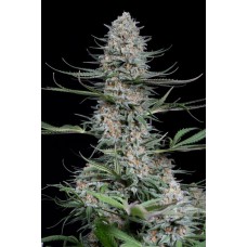 Dinafem Quick Critical + fem