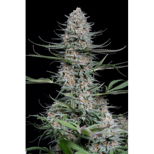 Семена Dinafem Quick Critical + fem - цены, описание в интернет-магазине Dutch Seeds