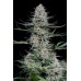 Семена Dinafem Quick Critical + fem - цены, описание в интернет-магазине Dutch Seeds