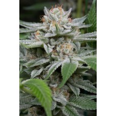 Dinafem Gorilla feminized