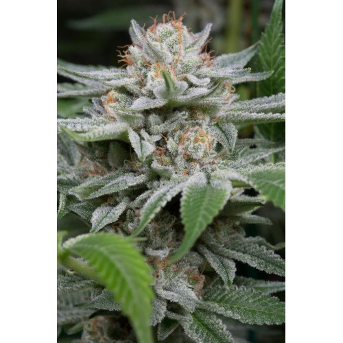 Семена Dinafem Gorilla feminized - цены, описание в интернет-магазине Dutch Seeds