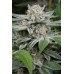 Семена Dinafem Gorilla feminized - цены, описание в интернет-магазине Dutch Seeds