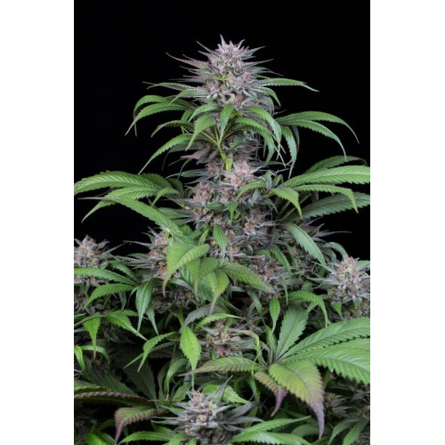 Семена Dinafem Quick Kush feminized - цены, описание в интернет-магазине Dutch Seeds