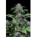 Семена Dinafem Quick Kush feminized - цены, описание в интернет-магазине Dutch Seeds