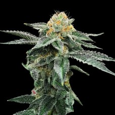 DNA Genetics Kosher Cookies feminized