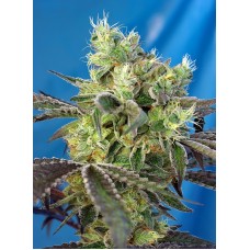 Sweet seeds Do-Sweet-Dos feminized