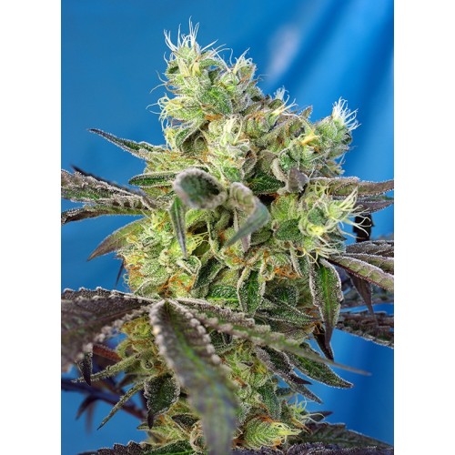 Семена Sweet seeds Do-Sweet-Dos feminized - цены, описание в интернет-магазине Dutch Seeds