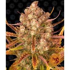 Barneys farm Dos Si Dos Auto autofeminized