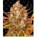 Семена Barneys farm Dos Si Dos Auto autofeminized - цены, описание в интернет-магазине Dutch Seeds