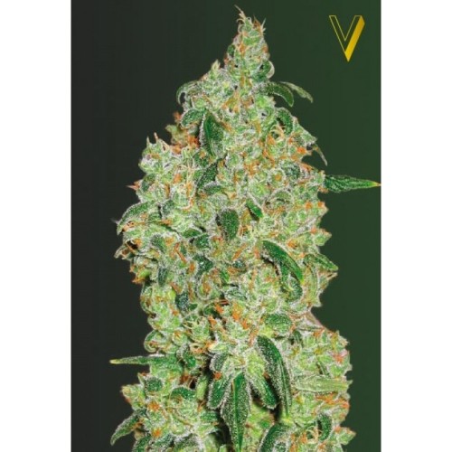 Семена Victory seeds Great White Shark fem 5 шт. - цены, описание в интернет-магазине Dutch Seeds