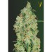 Семена Barneys farm White Widow Auto autofeminized - цены, описание в интернет-магазине Dutch Seeds