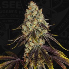 T.H.Seeds French Cookies feminized