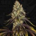 Семена T.H.Seeds French Cookies feminized - цены, описание в интернет-магазине Dutch Seeds