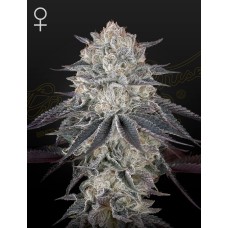 Green House White Widow feminized