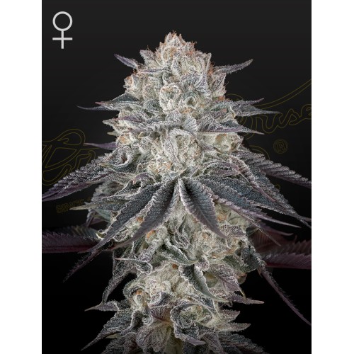 Семена Dutch Bulk Auto Runtz autofeminized 5 шт. - цены, описание в интернет-магазине Dutch Seeds