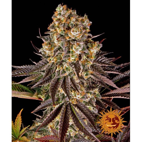 Семена Barneys farm Gelato #45 feminized - цены, описание в интернет-магазине Dutch Seeds