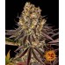 Семена Barneys farm Gelato #45 feminized - цены, описание в интернет-магазине Dutch Seeds