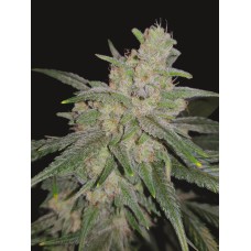 Mandala seeds Satori feminized