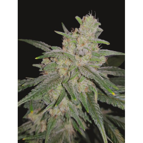 Семена Mandala seeds Satori feminized - цены, описание в интернет-магазине Dutch Seeds