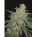 Семена Mandala seeds Satori feminized - цены, описание в интернет-магазине Dutch Seeds