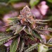 Семена Nirvana Girl Scout Cookies autofeminized - цены, описание в интернет-магазине Dutch Seeds