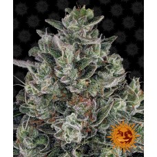 Barneys farm Glookies feminized