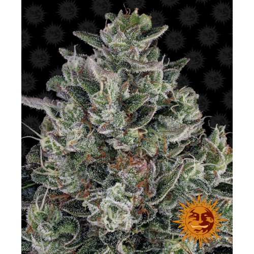 Семена Barneys farm Glookies feminized - цены, описание в интернет-магазине Dutch Seeds