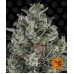 Семена Barneys farm Glookies feminized - цены, описание в интернет-магазине Dutch Seeds