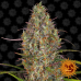 Семена Barneys farm Glue Gelato Auto autofeminized 10 шт. - цены, описание в интернет-магазине Dutch Seeds