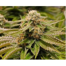 Humboldt seeds Gorilla Breath feminized