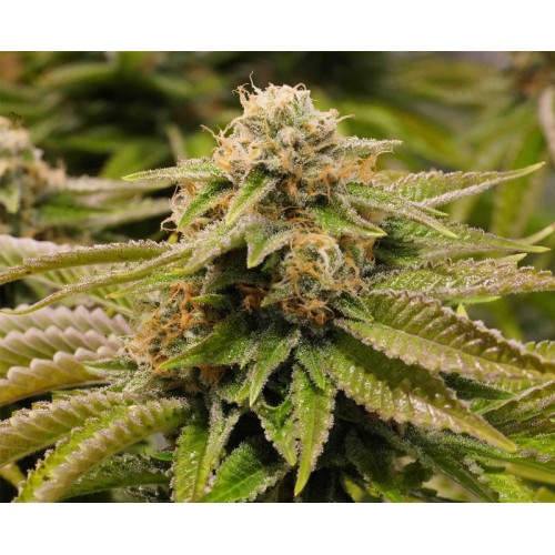 Семена Humboldt seeds Gorilla Breath feminized - цены, описание в интернет-магазине Dutch Seeds