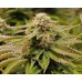 Семена Humboldt seeds Gorilla Breath feminized - цены, описание в интернет-магазине Dutch Seeds