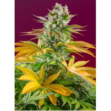 Sweet Seeds Gorilla Girl F1 Fast version feminized